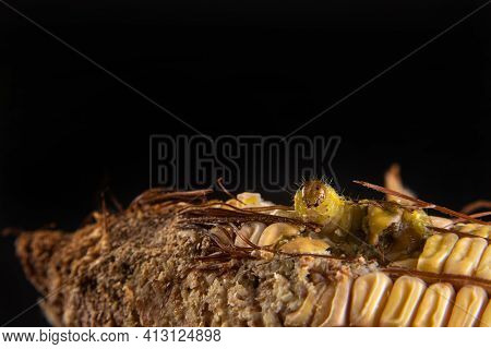 Corn Caterpillar In Detail On A Cob, Black Background, Selective Focus.