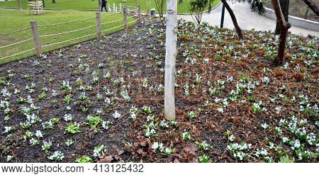 Retaining Wall At The Large Staircase In The Park The Flowerbed Area Is Planted With Rich Greenery O