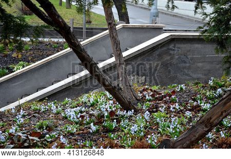 Retaining Wall At The Large Staircase In The Park The Flowerbed Area Is Planted With Rich Greenery O