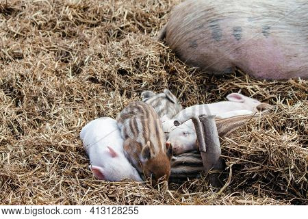 Little Pink Pigs Lie Next To The Hay