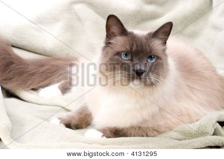Katzen-Serie ragdoll