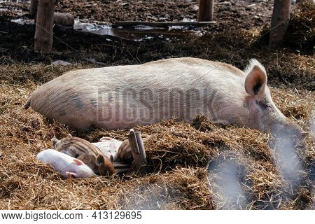 Little Pink Piglets Lie In The Hay Next To The Big Mother Pig