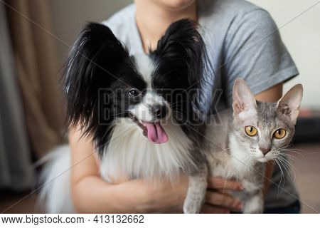 A Woman Holds In Her Hands A Brush Sphinx Cat And A Papillon Dog