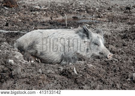 A Gray Wild Boar Lies Lazily In The Mud