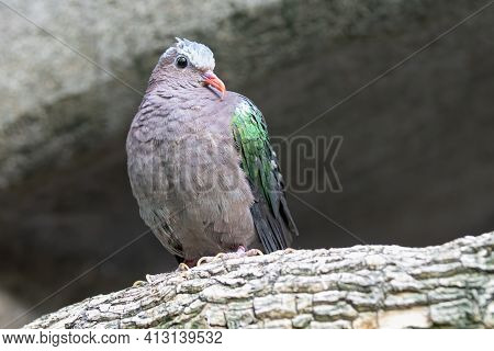 Gray Capped Emerald Dove Is Perched And Watching