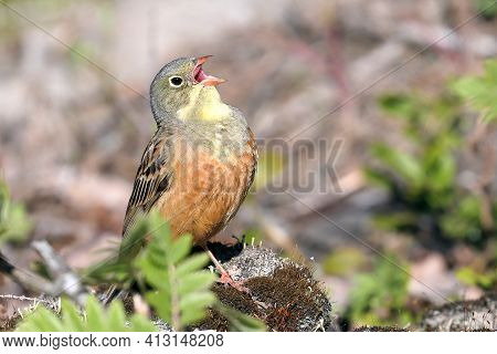Ortolan Bunting Is Beautifully Singing Bird In Spring