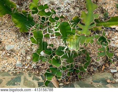 Night-blooming Cereus, Barbed-wire Cactus, Sword-pear, Dildo, Triangle Cactus And 
