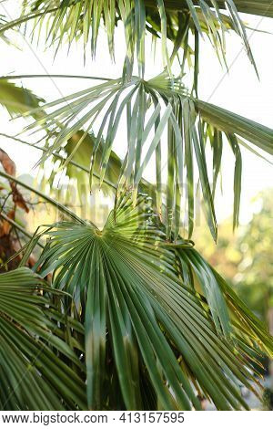Green Palm Leaves In White Sky Background.