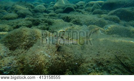Striped Red Mullet Or Surmullet (mullus Surmuletus) Undersea, Aegean Sea, Greece, Halkidiki