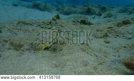 Striped Red Mullet Or Surmullet (mullus Surmuletus) Undersea, Aegean Sea, Greece, Halkidiki
