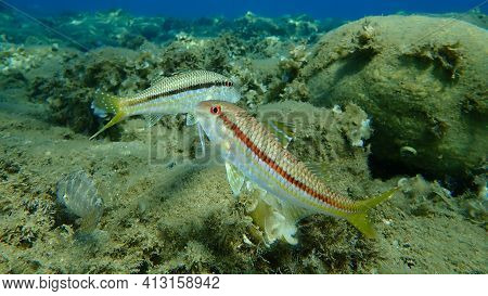 Striped Red Mullet Or Surmullet (mullus Surmuletus) Undersea, Aegean Sea, Greece, Halkidiki