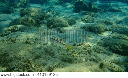 Striped Red Mullet Or Surmullet (mullus Surmuletus) Undersea, Aegean Sea, Greece, Halkidiki