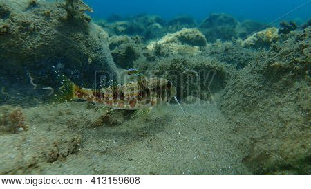 Striped Red Mullet Or Surmullet (mullus Surmuletus) Undersea, Aegean Sea, Greece, Halkidiki