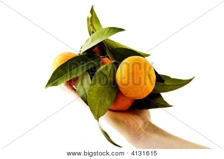 Orange flok - afholdt på Palm