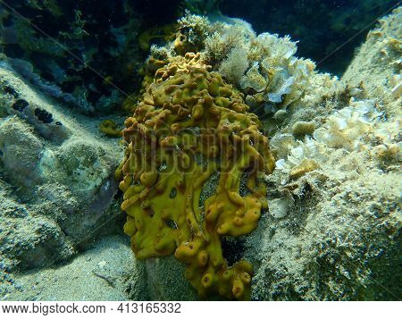 Сhicken Liver Sponge Or Caribbean Chicken-liver Sponge (chondrilla Nucula) Undersea, Aegean Sea, Gre