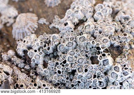 Closeup Of Acorn Barnacles On A Beach Rock. Semibalanus Balanoides