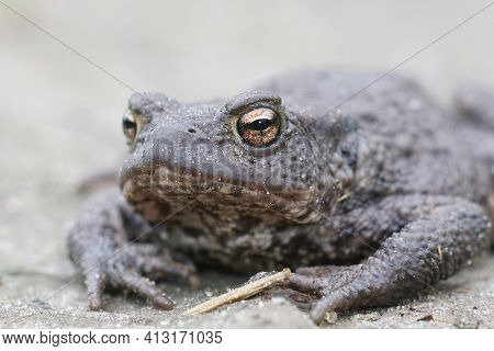 Frontal Closeup Of A Female Of The European Common Toad, Bufo Bufo In The Garden