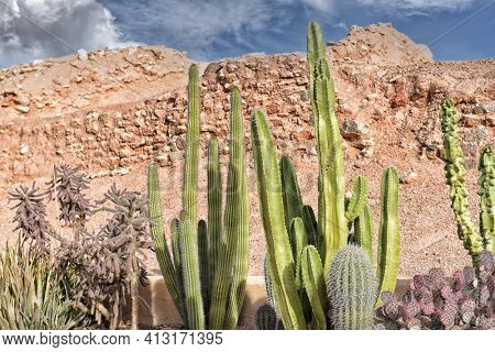 A xeriscape cactus garden, a style of landscape design requiring little or no irrigation or other maintenance, used in arid regions.