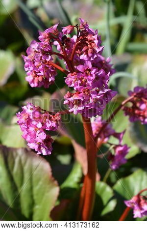 Purple Bergenia Flowers - Latin Name - Bergenia Purpurascens (bergenia Delavayi)