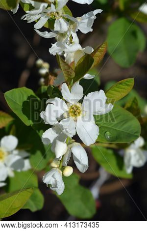 Pearl Bush Snow White - Latin Name - Exochorda Serratifolia Snow White