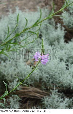 Obedient Plant Vivid - Latin Name - Physostegia Virginiana Vivid