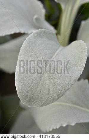 Shining-white Ragwort Angel Wings Leaves - Latin Name - Senecio Candidans Angel Wings