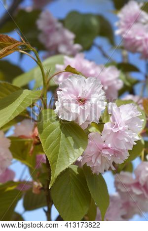Japanese Flowering Cherry Kanzan - Latin Name - Prunus Serrulata Kanzan