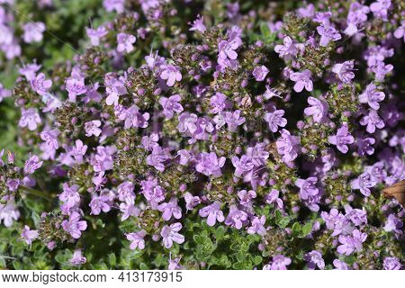 Wild Thyme - Latin Name - Thymus Polytrichus