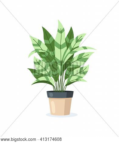 Flower In Pot Isolated On White Background