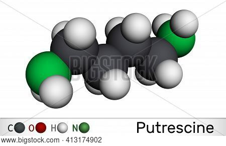 Putrescine Molecule. It Is Toxic Diamine, It Belongs To The Group Of Biogenic Amines. Molecular Mode