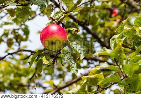 One Ripe Juicy Pink Red Apple Hangs On A Branch Of An Apple Tree Against The Sky. Selective Focus. A