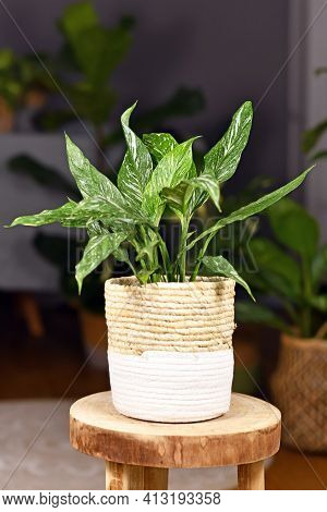 Exotic Houseplant With Botanic Name Spathiphyllum Diamond Variegata With White Spots In Basket Flowe