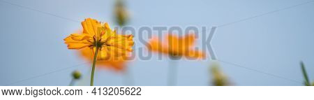 Closeup Of Orange Cosmos Flower On Clear Blue Sky Gereen Background Under Sunlight With Copy Space U