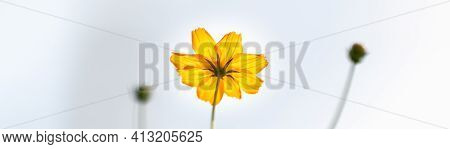 Closeup Of Yellow Orange Cosmos Flower On Blurred Gereen Background Under Sunlight With Copy Space U