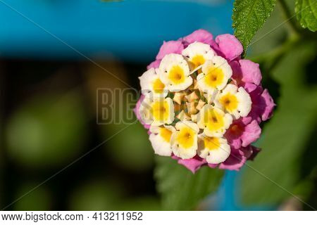 Close-up Of Vibrant Lantana Camara Flower Macrophotography. Tropical Flower In The Sunshine For Spri