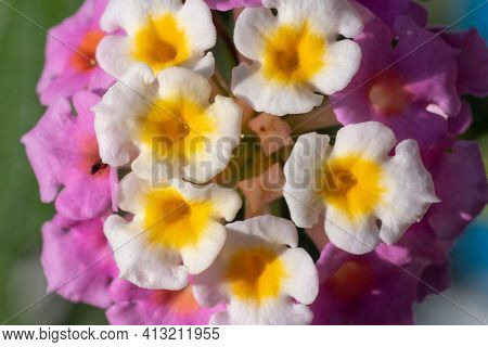 Close-up Of Vibrant Lantana Camara Flower Top View Very Close Up Macrophotography. Tropical Flower I
