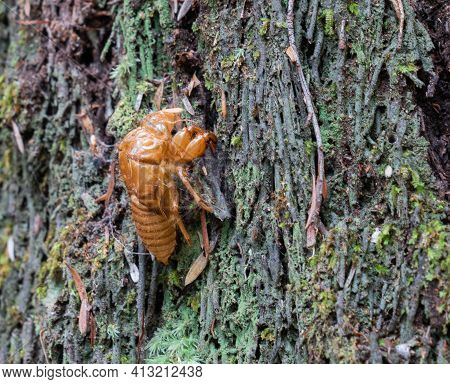 Cicada Shell  Empty On Fern Stem On Kaitoke Hot Springs Track