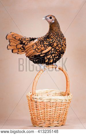 Sebright Golden Bantam Chicken Hen Sits On The Handle Of A Wicker Basket On A Beige Background In A 