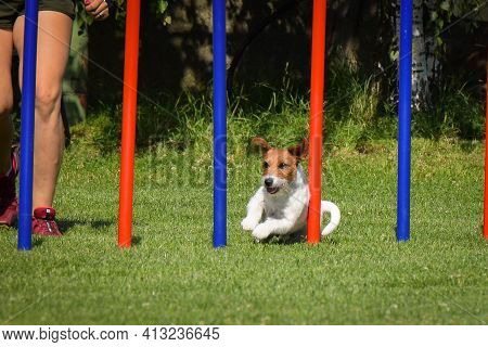 Jack Russel Terier Is Running On Czech Agility Competition Slalom. Prague Agility Competition In Dog