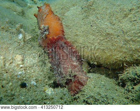 Underwater Mating. Sea Slug Redbrown Nudibranch Or Redbrown Leathery Doris (platydoris Argo) Underse