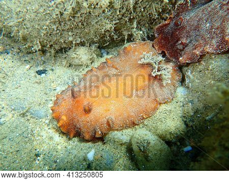 Underwater Mating. Sea Slug Redbrown Nudibranch Or Redbrown Leathery Doris (platydoris Argo) Underse