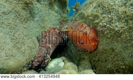 Underwater Mating. Sea Slug Redbrown Nudibranch Or Redbrown Leathery Doris (platydoris Argo) Underse