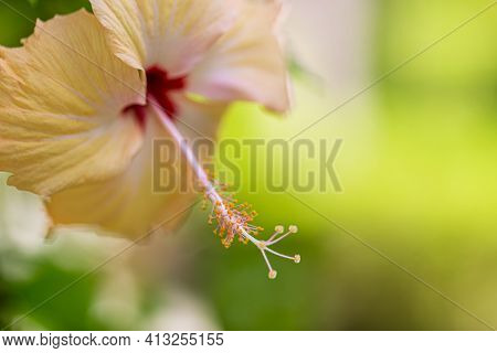 Stunning Hibiscus Flower (joba Ful) With Blurry Plant Leaves And Dark Background. Exotic Floral Natu