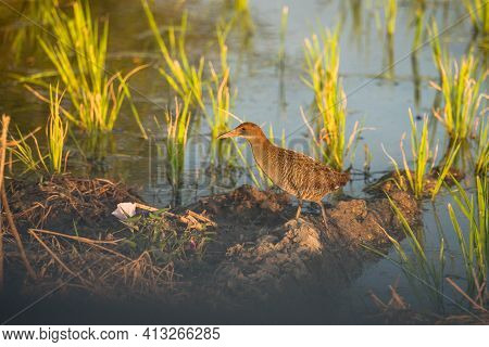 Slaty Breasted Rail Isolated On Ground ,rice Fields