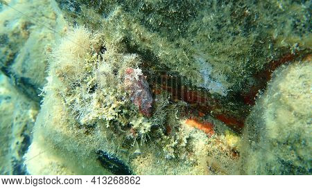 Sea Slug Redbrown Nudibranch Or Redbrown Leathery Doris (platydoris Argo) Undersea, Aegean Sea, Gree