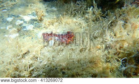 Sea Slug Redbrown Nudibranch Or Redbrown Leathery Doris (platydoris Argo) Undersea, Aegean Sea, Gree