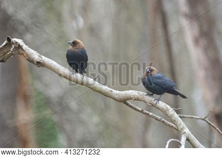 Two Brown-headed Cowbirds Perching On The Tree Branch