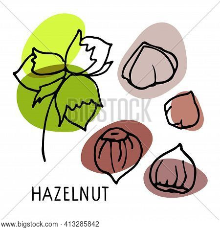 Hazelnut Set. Hand Drawn Vector Nuts, Nut Kernels And Hazelnut Text. Sketch With Colored Spots. Orga