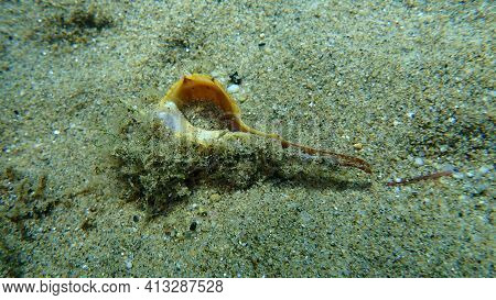Seashell Of A Sea Snail Purple Dye Murex Or Spiny Dye-murex (bolinus Brandaris, Originally Called Mu