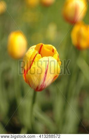 Yellow Tulips With Red Veins On The Flower Beds In The Park. Yellow Tulips Close-up.